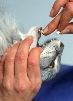 faire avaler un medicament a un chat 0 faire avaler un medicament a un chat 0