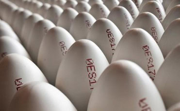 bien choisir des oeufs 0