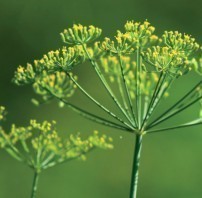 la tisane de fenouil contre la retention d eau 0 la tisane de fenouil contre la retention d eau 0