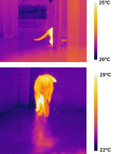 la temperature d un chat 3