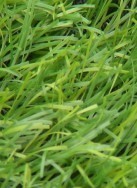 nettoyer une tache d herbe 0 nettoyer une tache d herbe 0