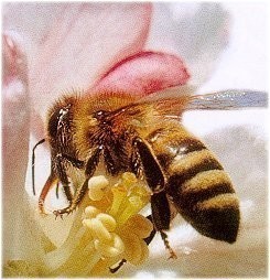soulager les piqures d abeilles 0 soulager les piqures d abeilles 0