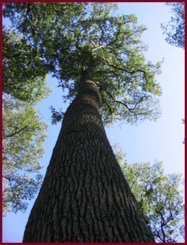 les bois le chene 0 les bois le chene 0