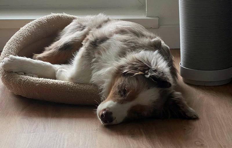 Image d'un chien adulte dans un panier pour chiot