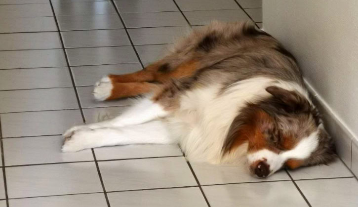Image d'un chien qui dort sur du carrelage