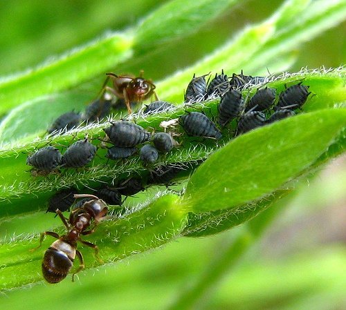 plantes utiles ravageurs potager