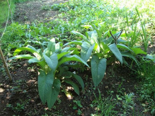 plantes utiles ravageurs potager