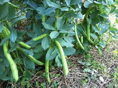 planter cultiver fèves