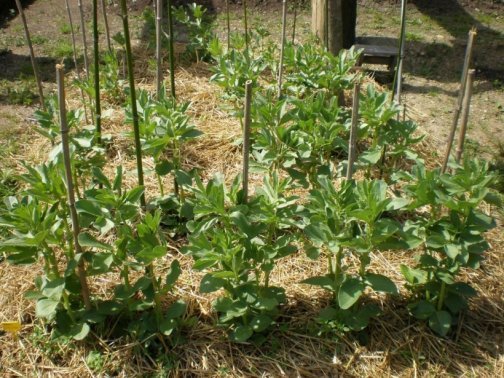 planter cultiver fèves potager
