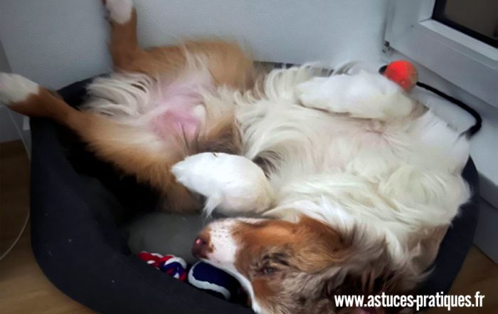 Quel est le meilleur panier pour mon chien ?