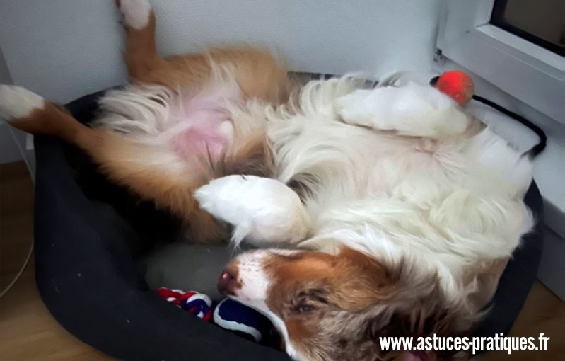 Quel est le meilleur panier pour mon chien ?